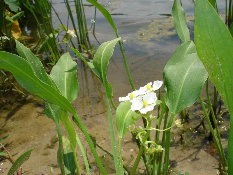 Duck Potato Outdoor Alabama